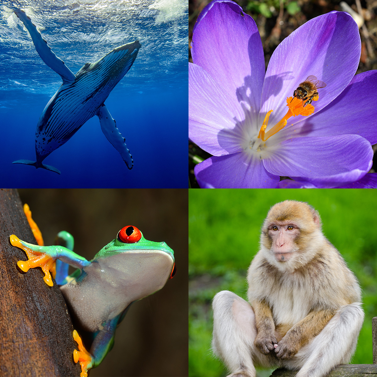 examples of biodiversity in animals